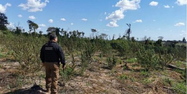 Senad destruye 9 toneladas de marihuana, cuyo valor estimado de mercado es de 270 mil dólares