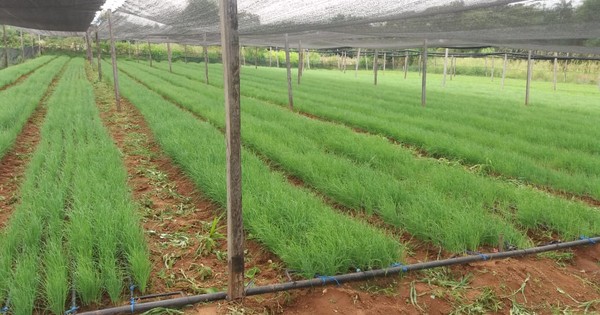 La Nación / Productores de Paraguarí obtuvieron buena calidad de plantines de cebolla
