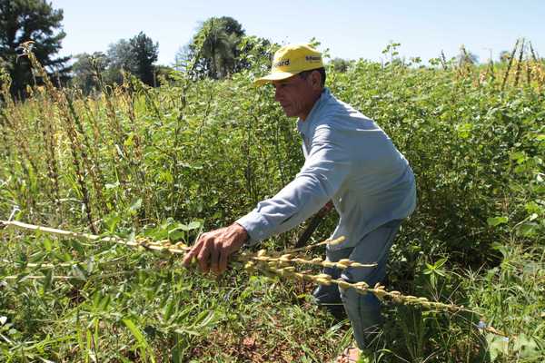 Senave establece el límite máximo de residuos para el cultivo de sésamo | .::Agencia IP::.