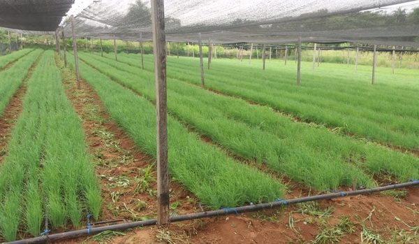 Producirán a gran escala plantines de cebolla de excelente calidad en Paraguarí