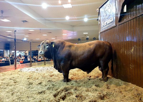 ¡Precio histórico! Ferusa remató toro Brangus de “Rural Ganadera” en Gs. 355.320.000