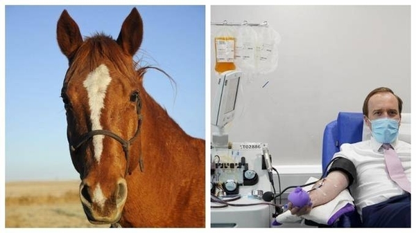 Diario HOY | Investigadores desarrollan suero contra covid a través del plasma de caballos