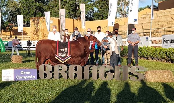 Histórico precio de un toro Brangus, en remate que registró volumen récord - Nacionales - ABC Color