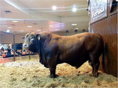 El toro más caro de Paraguay cuesta G. 355 millones y se llama Bolsonaro