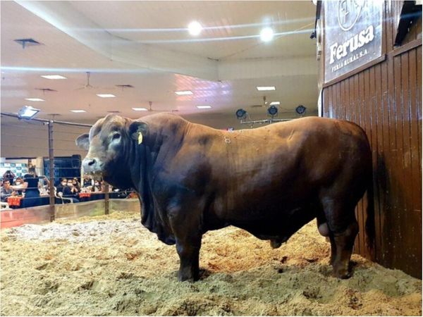 El toro más caro de Paraguay cuesta G. 355 millones y se llama Bolsonaro
