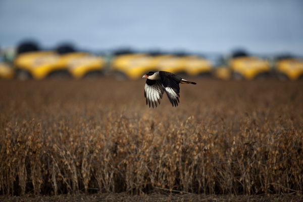 Alertan de peligros a la soberanía alimentaria en Latinoamérica por agrotóxicos - MarketData