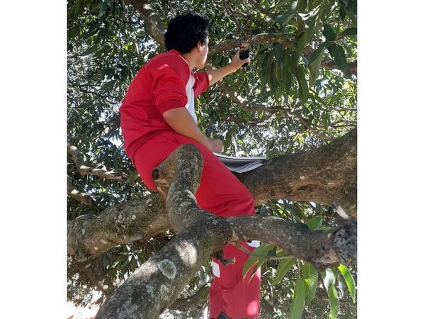 Misiones: Alumnos desafían alturas en búsqueda de señal