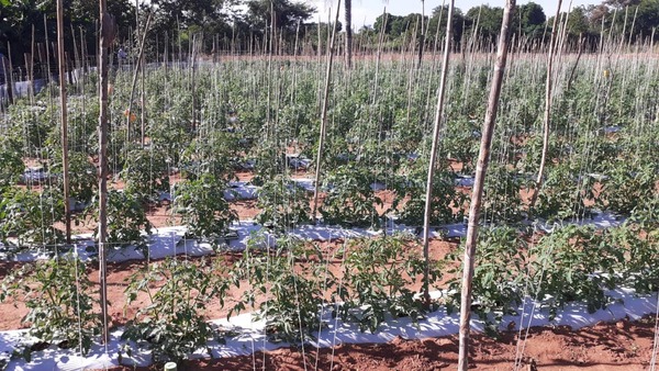 Productor consolida exitoso proyecto de siembra de locote y tomate con apoyo del CAH | .::Agencia IP::.