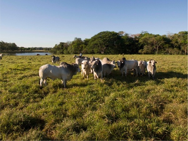 Regional Rural, la herramienta de pagos digitales para productores y comercios