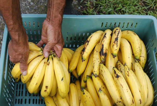 R.Dominicana suspende las importaciones de Colombia y Perú por el hongo del banano - MarketData