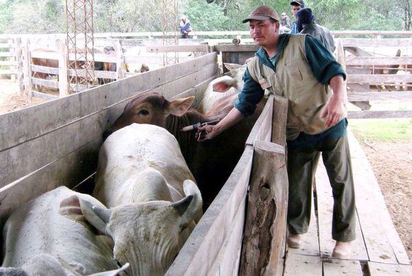 Admiten que precio de vacunación antiaftosa subió debido a disminución de cabezas vacunadas - Nacionales - ABC Color