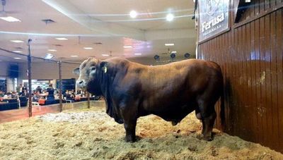 Millonaria venta de toro bate récord por ser el más caro de Paraguay - La Clave