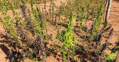 La Nación / Pequeños productores de San Pedro reciben semillas de cáñamo industrial