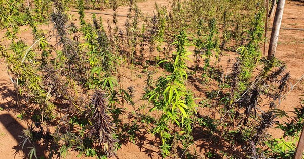 La Nación / Pequeños productores de San Pedro reciben semillas de cáñamo industrial