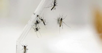 La Nación / Crearán una red de instituciones científicas para la investigación epidemiológica en Sudamérica
