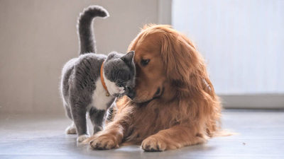 Factores a tener en cuenta a la hora de adoptar un animalito | Ñanduti