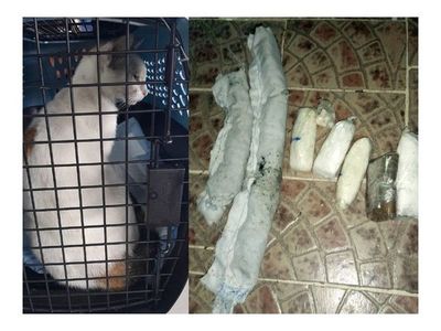 En Panamá, un "narcogato" intentó pasar droga a una cárcel