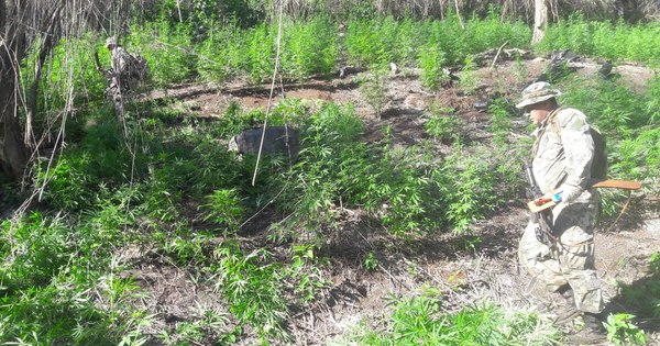 La Nación / Itapúa: destruyen 24 toneladas de marihuana durante incursión rural