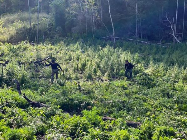 En Itapúa eliminan 24 toneladas de marihuana durante incursión rural