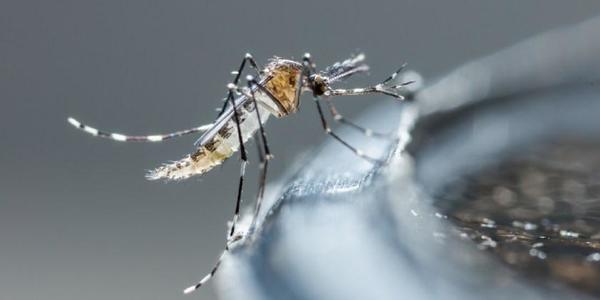 Reportan que 70% de casos de dengue se registran en el Norte