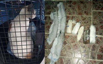 Detienen a un ‘narcogato’ que intentaba entrar con droga a una cárcel de Panamá | Ñanduti