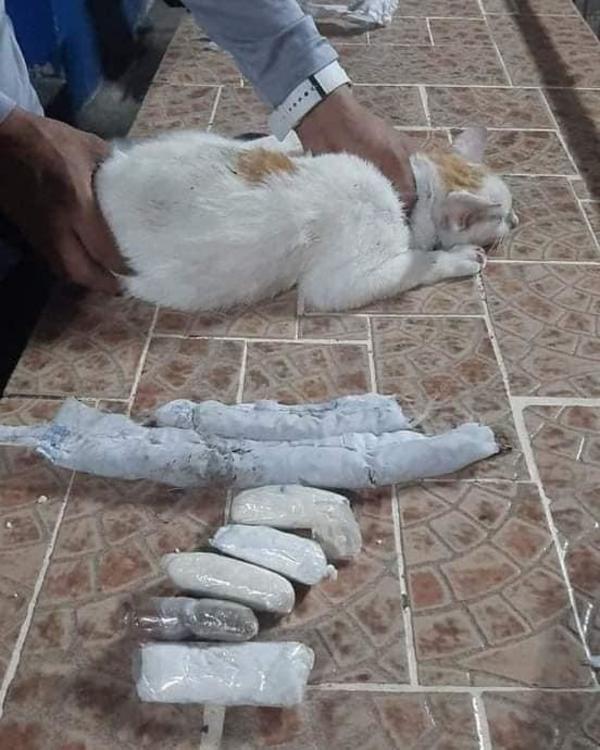 En Panamá detuvieron a un gato que transportaba cocaína, crack y marihuana – Prensa 5