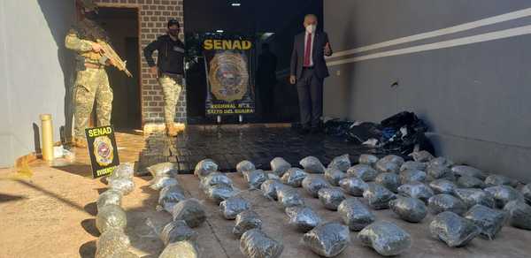 Decomisan más de 300 kilos de marihuana en Salto del Guairá