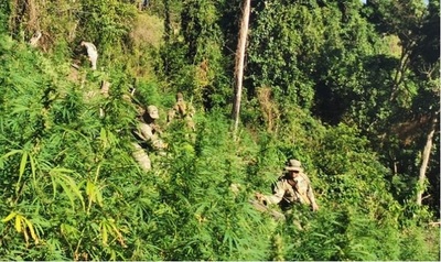 Senad anula 24 toneladas de marihuana en Itapúa y confisca 335 kilos de cannabis en Salto del Guairá - ADN Digital