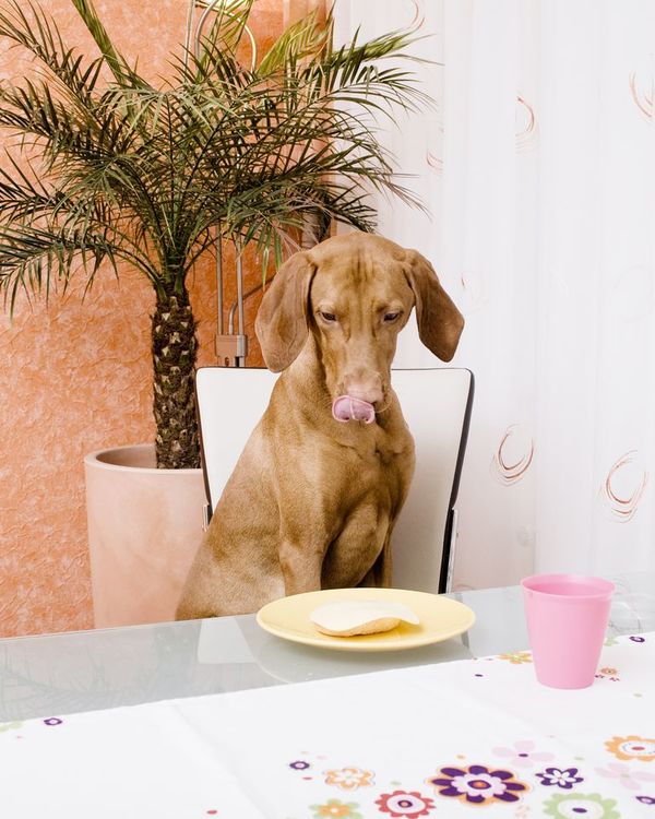 Café, cebollas, cacao y otros alimentos tóxicos para su perro - Mascotas - ABC Color