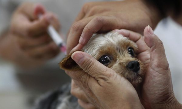 Rusia produjo primer lote de vacunas contra el covid-19 para mascotas