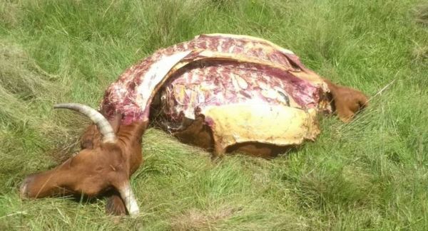 Denuncian faenamiento clandestino de ganado en Fortuna Guazú