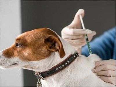 Rusia produce primer lote vacunas anticovid para animales