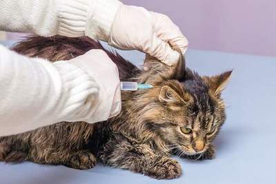 Rusia produce primer lote de vacunas anticovid para animales - La Clave