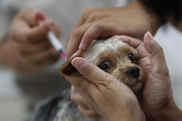 Rusia produce primer lote de vacunas anticovid para animales - Noticiero Paraguay