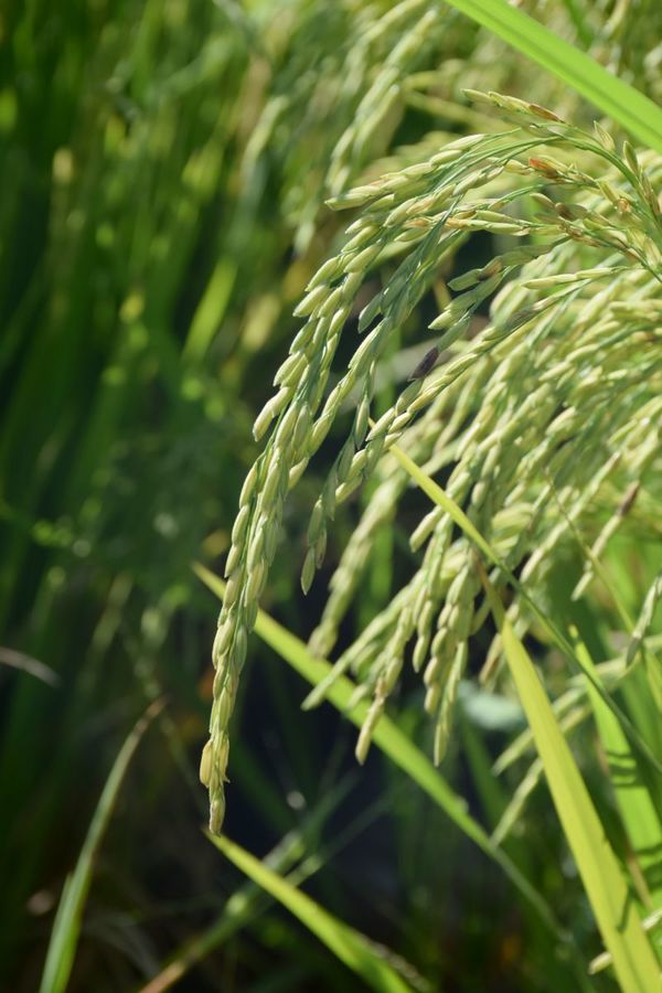 “Las pólizas de seguro preservan la inversión en el cultivo de arroz”