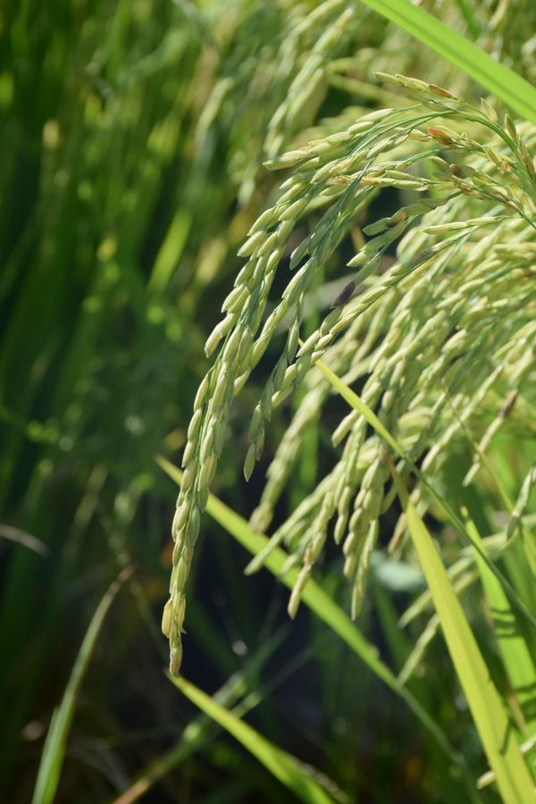 “Las pólizas de seguro preservan la inversión en el cultivo de arroz”