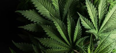 Organizan versión local de la Marcha Mundial de la Marihuana - Nacionales - ABC Color
