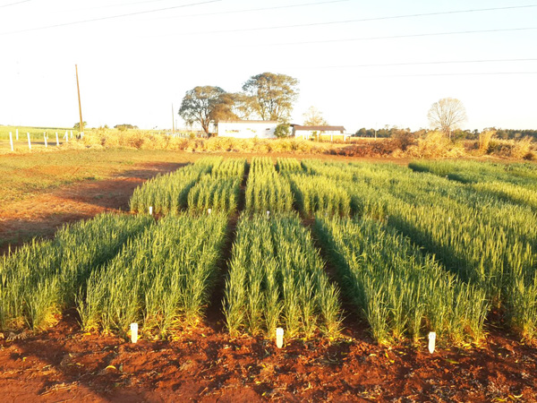 Respuesta de variedades de trigo a enfermedades de importancia agronómica