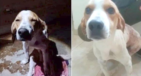 Crónica / Jagua ligó 4 puñaladas por defender a su dueña