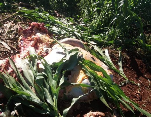 Abigeos perjudican a pequeños productores de Alto Paraná – Diario TNPRESS