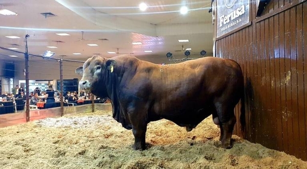 Bolsonaro, el toro paraguayo que rompe récord de cotización