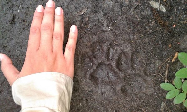 Rastros y huellas de la fauna paraguaya: ecología forense