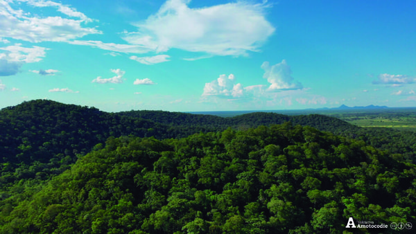 Ayoreos denuncian tala ilegal de bosques dentro de su territorio | OnLivePy