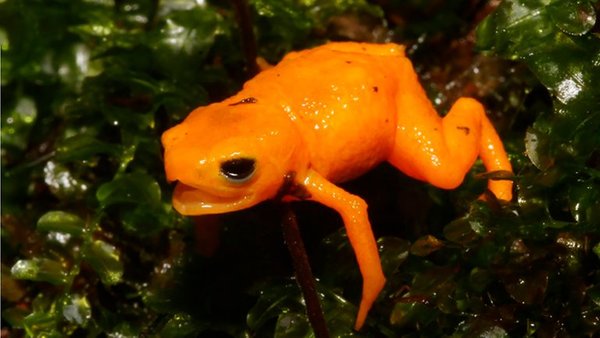 Científicos descubren en Brasil una nueva especie de sapo extremadamente venenoso | Ñanduti