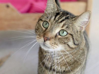 Los Biden incorporan un gato a la Casa Blanca
