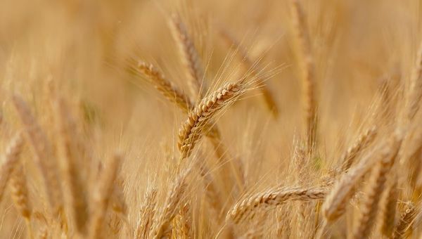 Destacan buenos niveles de exportación de Trigo (USDA pronostica una producción de 1.2 millones de toneladas para la campaña 2021/22)
