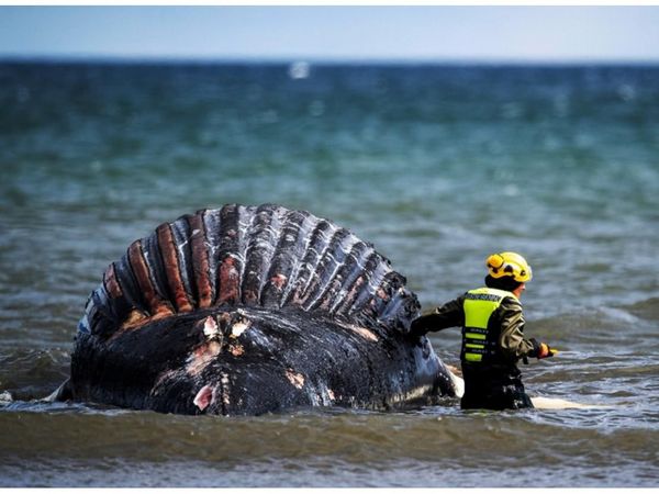 Ballena gris extraviada aparece en el mediterráneo francés
