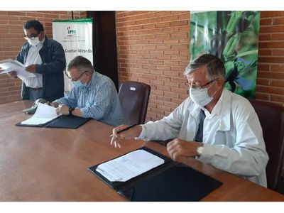 Buscan ayudar a productores de mandioca en Bella Vista