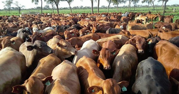 La Nación / Población bovina vacunada contra la aftosa llega a más de 1,2 millones
