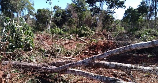 La Nación / Denuncian grave daño ecológico en el estero Guyraungua